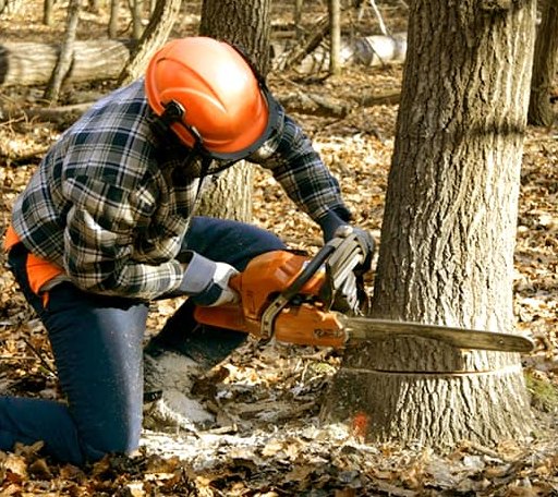 Tree Removal in Jamestown, VA